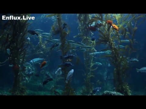 lofi hip hop radio aquarium 24/7 - beats to work/study/chill