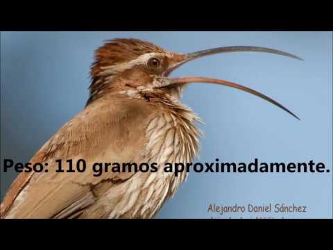 Aves de Córdoba