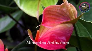 How to grow Anthurium නිවැරදිව ඇන්තූරියම් වවමු anthurium wagawa sinhala