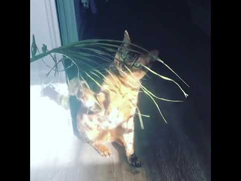 Bengal cat Jax playing with Palm Leaf - YouTube