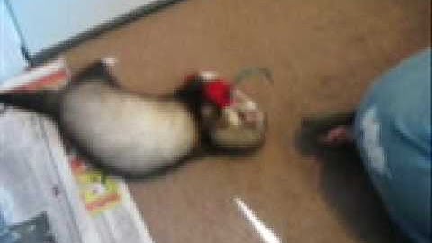 jojo the ferret gets high on cat nip