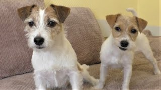 Home Sweet Home! Happy dogs play / Jack Russell Terrier puppy and mother