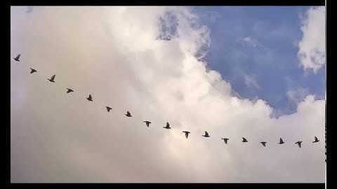 Mix 01, Bird and Butterfly Stacked Flight Images