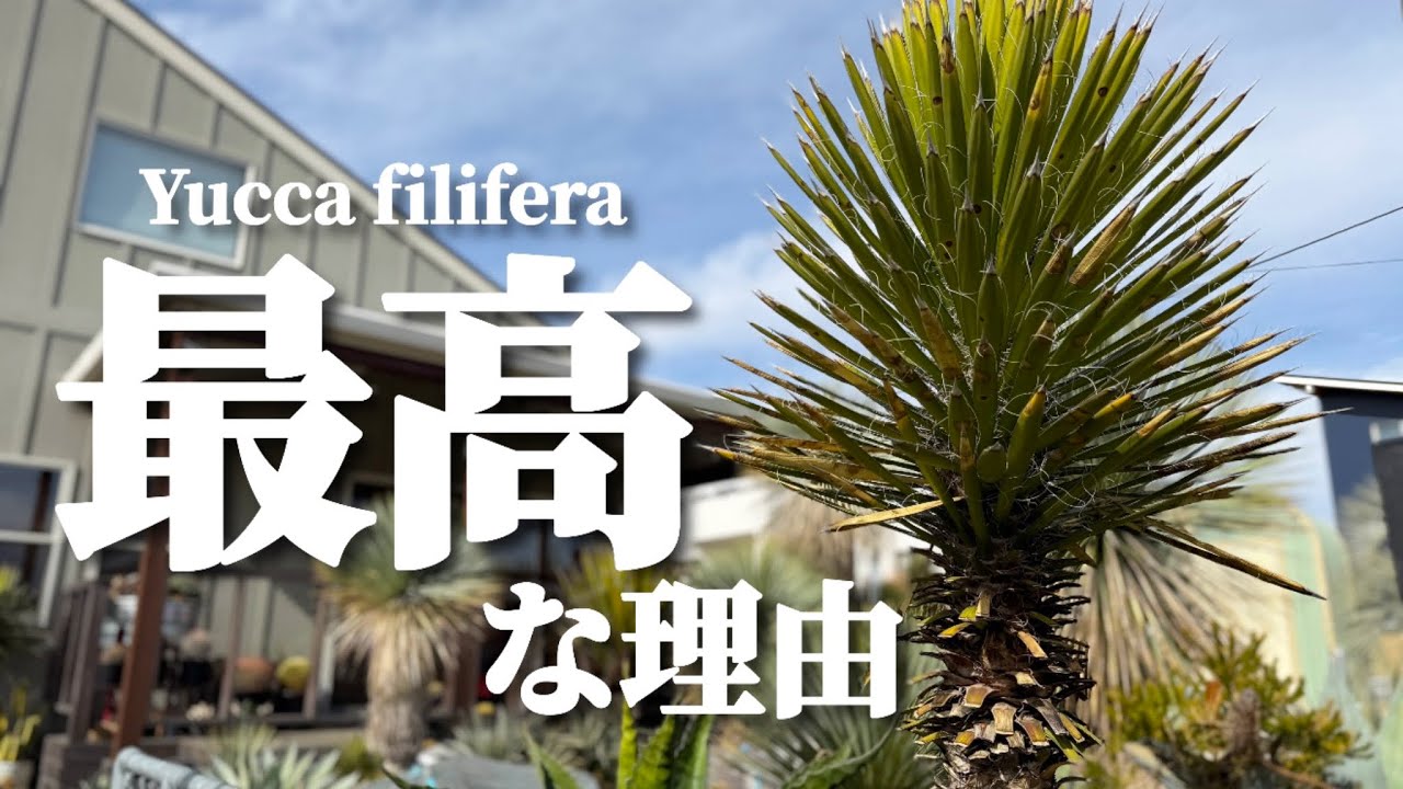 【ドライガーデン】育てやすく丈夫なメインツリーはユッカ・フィリフェラです！