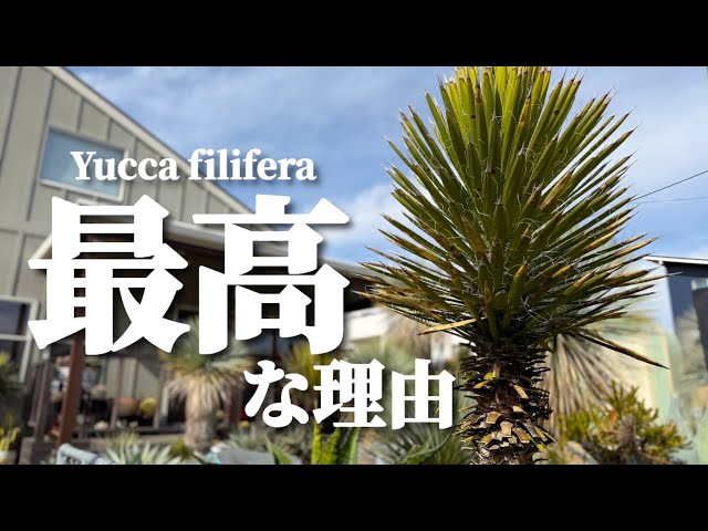 Dry Garden] The advantages of the recently imported Yucca filifera
