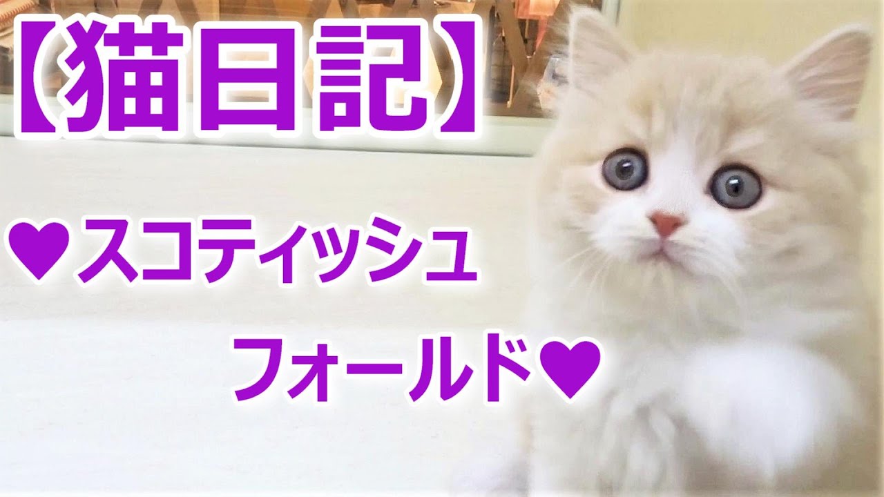 スコティッシュフォールドちゃん 立ち耳 ミルクティー色 年5月最新 ブリーダー情報 子猫ちゃんの動物 猫動画 Youtube