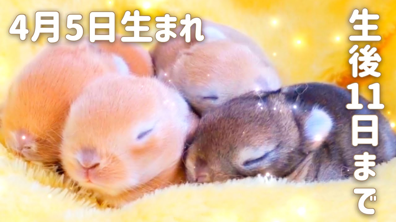 子うさぎ 4 5にネザーランドドワーフの赤ちゃんが産まれました Youtube