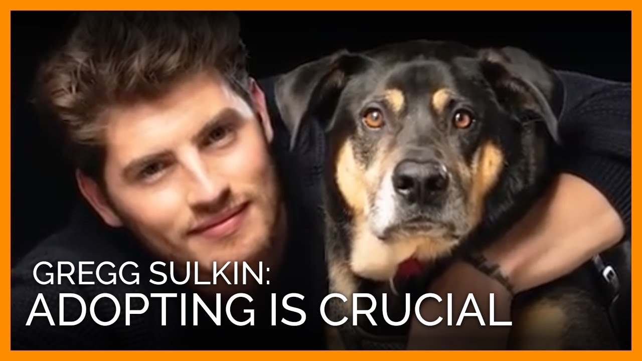 Actor Gregg Sulkin: 'Adopting Is Crucial'