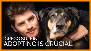 Actor Gregg Sulkin Adopting Is Crucial