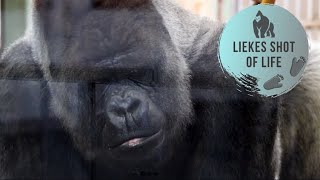 LAST VISIT GORILLA BOKITO AND AJABU PLAYING WITH BROTHERS