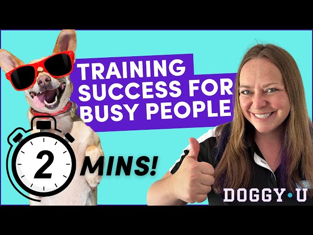 Struggling to keep your dog busy? Look no further! – BusyDoggie