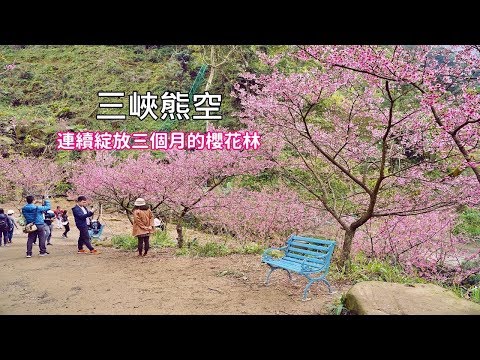[台北賞櫻秘境] 三峽熊空櫻花林花期竟然可以連續綻放3個月！？原來擁有很多品種的櫻花