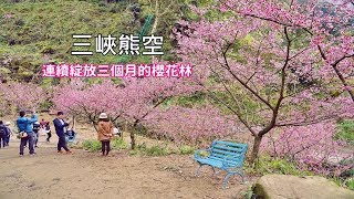 [台北賞櫻秘境] 三峽熊空櫻花林花期竟然可以連續綻放3個月 ... 