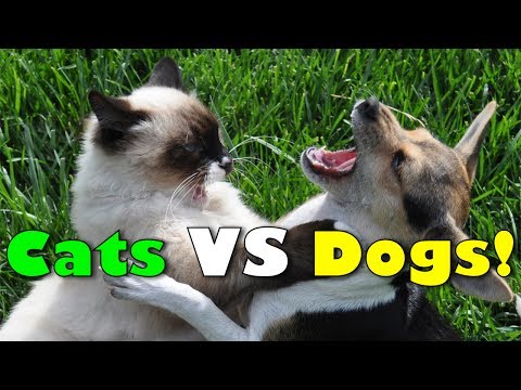 Cats Vs Dogs: Funny Cats & Dogs - Cat Fights Dog, Dog Fights Cat Compilation!