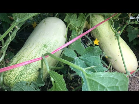 Video: Qhia Txog Kev Tawm Cucumber Tendrils Ntawm Lub Vine