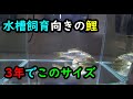 水槽飼育向きの成長しない輝黒竜！試作個体欲しい人さしあげます～