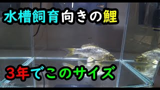 水槽飼育向きの成長しない輝黒竜！試作個体欲しい人さしあげます～