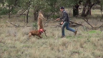 [HÀI HƯỚC] NGƯỜI ĐÀN ÔNG ĐÁNH NHAU VỚI KANGAROO ĐỂ GIẢI CỨU CHÚ CHÓ