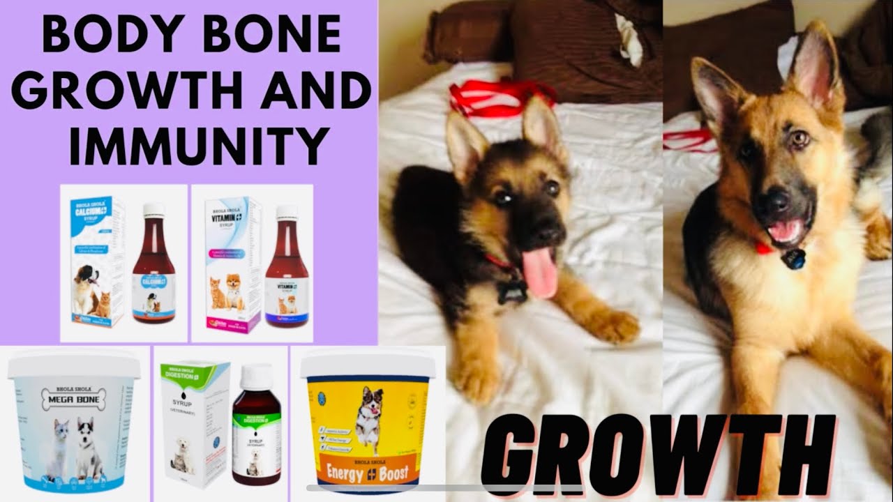 Dogs Body Bone Growth and Immunity - What Supplements Should You Give Your Dog | Puppy 🤔