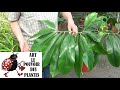 Conseil jardinage philodendron goeldii green wonder arrosage et entretien plante dintrieur