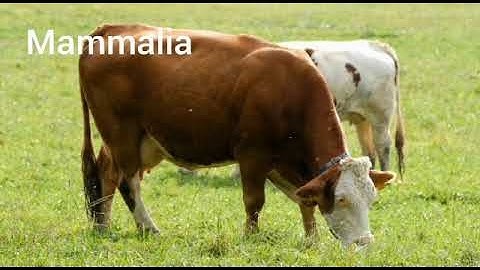 Metropolitan School May Session 2 Class 6 Science Revision