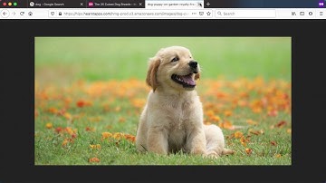 Flutter Basics - Images and Icons
