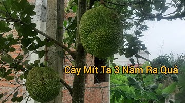 Cây Mít Ta Gieo Từ Hạt Bao Nhiêu Năm  Thì Ra Quả ? Đã có câu trã lời