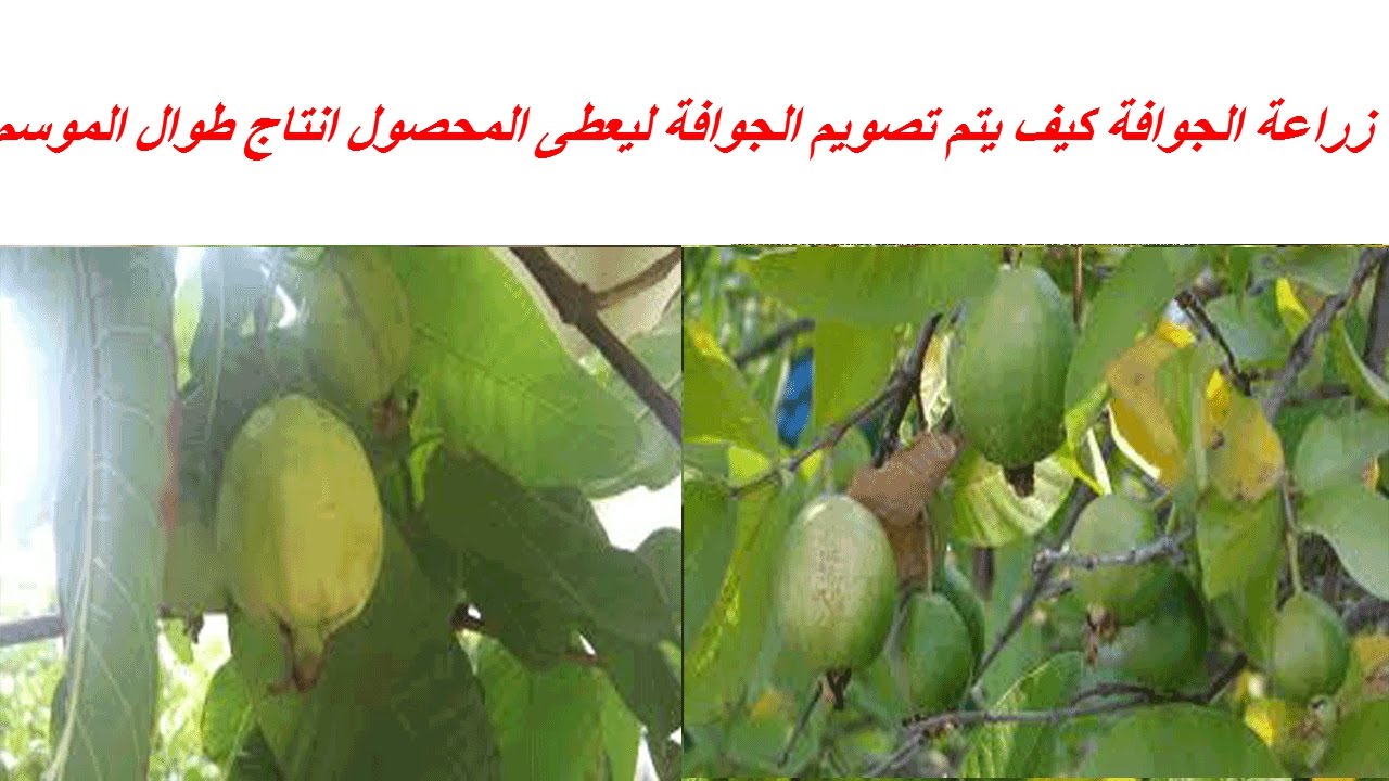 زراعة الجوافة كيف يتم تصويم الجوافة ليعطى المحصول انتاج طوال الموسم