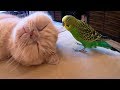 The cat is friends with the parrot. Кот дружит с попугаем.