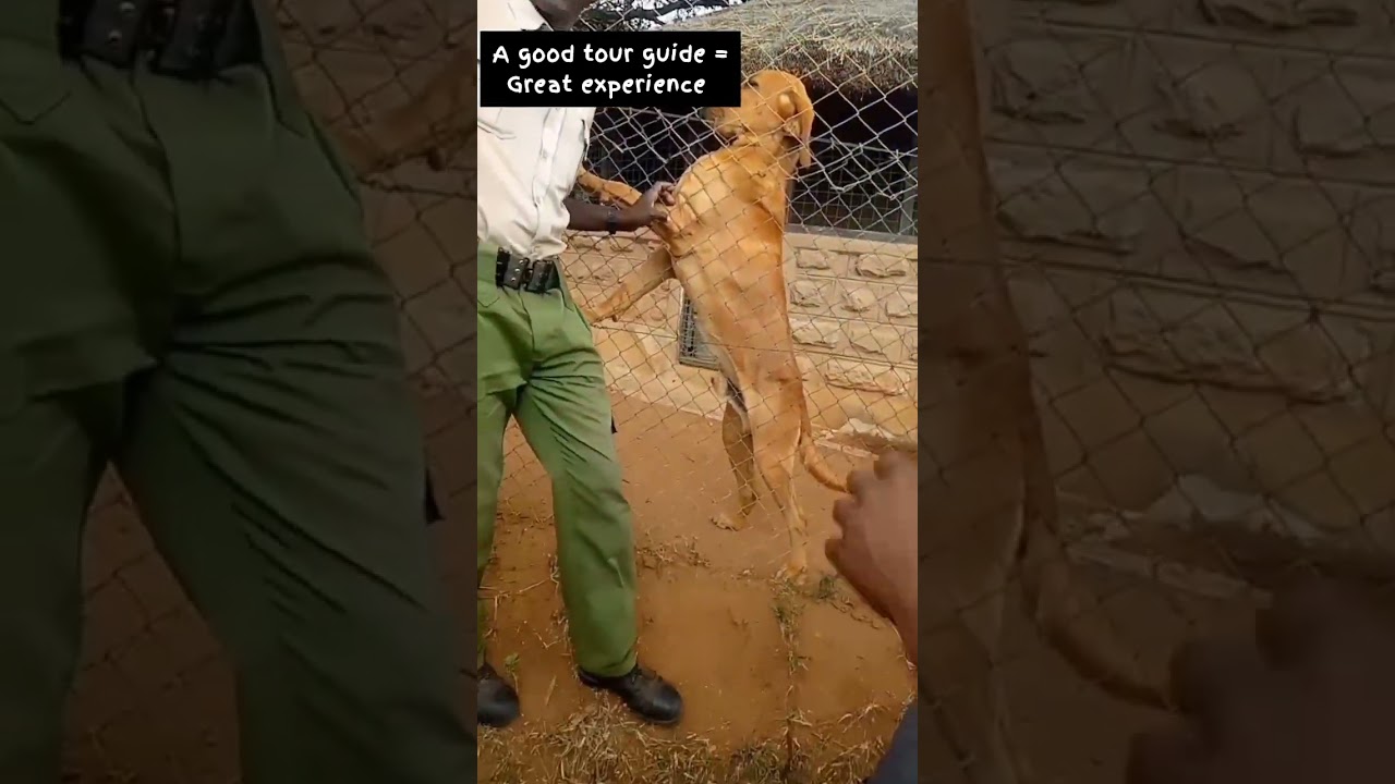 Snifferdog in Kenyan parks follow for more 