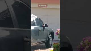 Cardinal bird fighting with himself in the mirror of the car