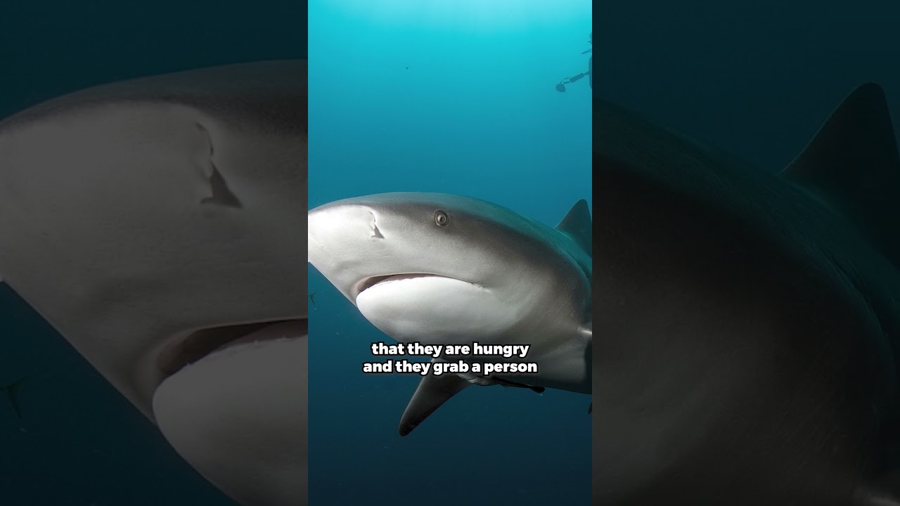 A Shark Attack in the Breede River Could Happen!? 😱 