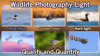 Wildlife Photography Light - Quality vs. Quantity