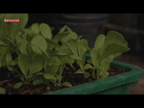 Video: Uzgoj 