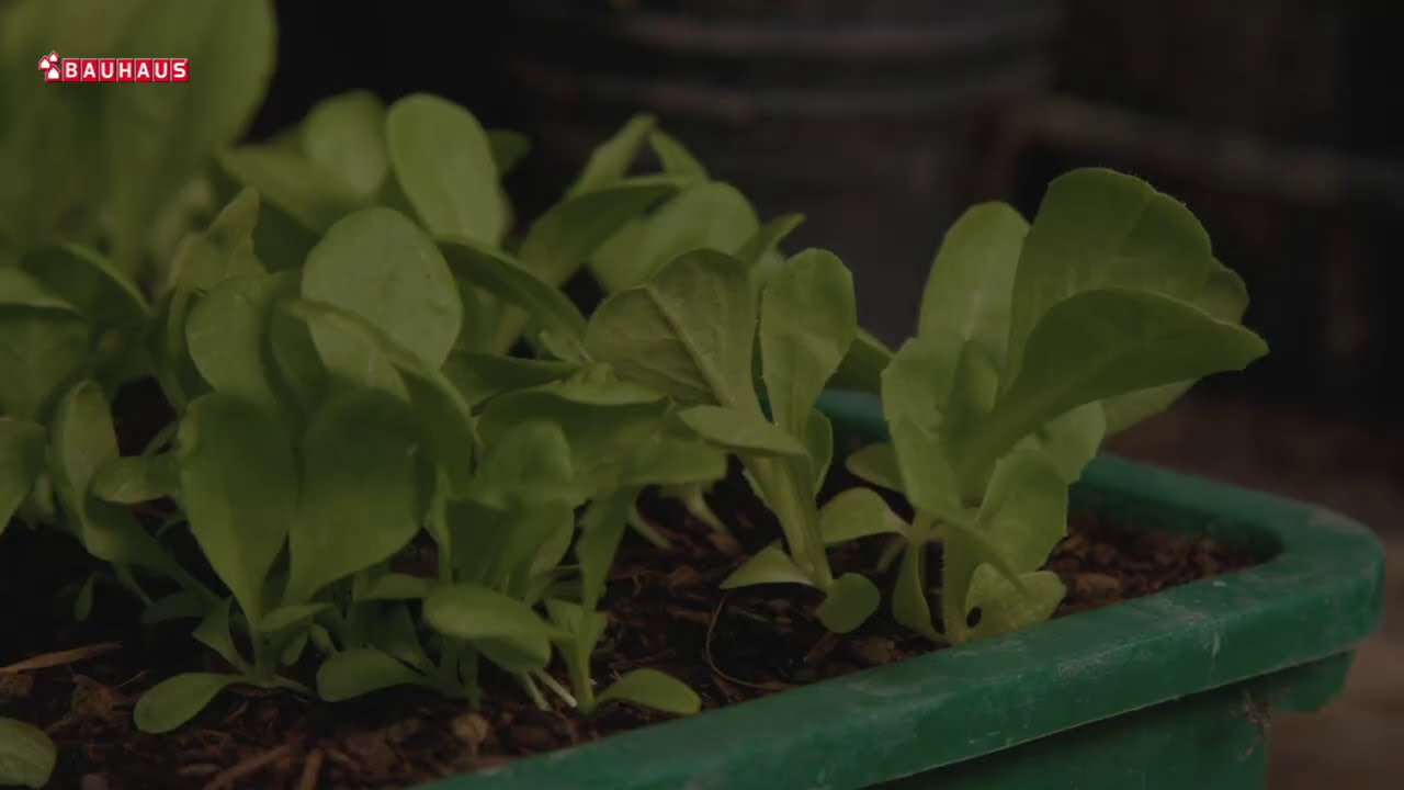 Škola vrtlarstva - zimske salate