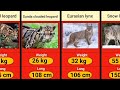 The Deadliest Wildcat's Family from Smallest to Biggest