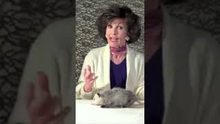 Save the Babies #Short #comedyvideos #animals #possum #funny #possumkingdom #comedy