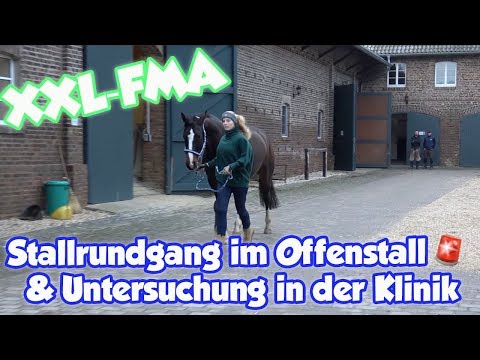 XXL FMA - Stallrundgang im Offenstall & Untersuchung in der Klinik