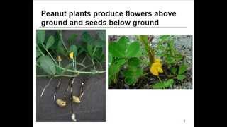 Breeding Peanuts: The Story of a Lowly Groundnut