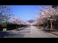桜の小径 / 山本あき Cover:山口えい子