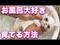 【シュシュ】お風呂大好き猫に育てる方法、初めてのシャンプー【猫シャンプーの教科書】