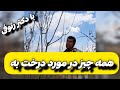 اگر گل درخت به میریزه ابن فیلم حتما ببینید 