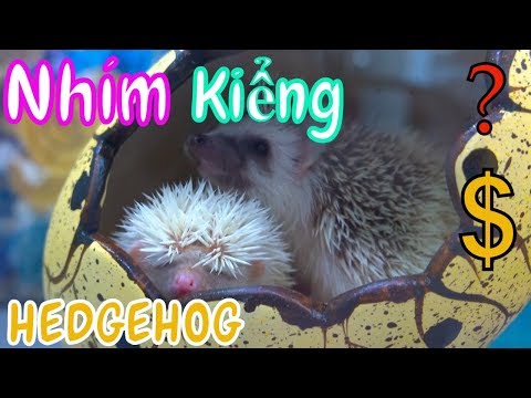 Video LoHa Pet Shop Cách chăm sóc nhím kiểng How to take... - youtube