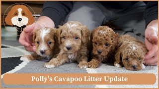 Polly's Cavapoo Litter Update