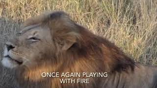 Othawa Male Lion Playing With Fire