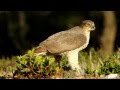 Tumbihide, Photos on a down level by Wildlife Photography