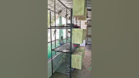 Small Conure Breeding Setup  #breeding #conure #breed #birds #shorts #short #trending