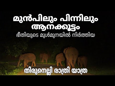പേടിയുള്ളവർ ഈ വഴി പോകരുത്| Horrible Night Forest Travel|തിരുനെല്ലി രാത്രി യാത്ര |