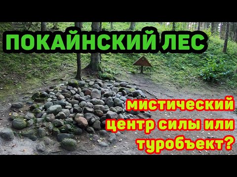 Video: Pokaina Forest. Secrets Of Nature Pokaine, In Latvia - Alternative View