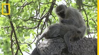 La Vervet Monkey Fondation, protéger les singes